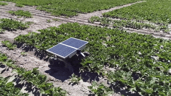 Weeding solar robot works for Carbon-Negative Farming