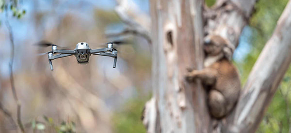 Drones Helping Koalas